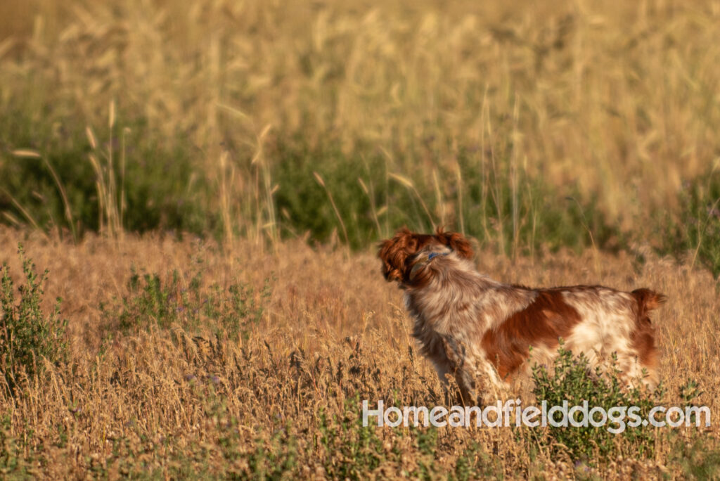 Hunting birds with a French Brittany