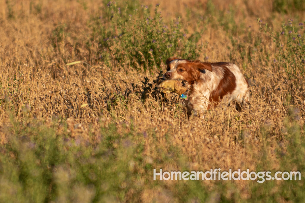 Hunting birds with a French Brittany