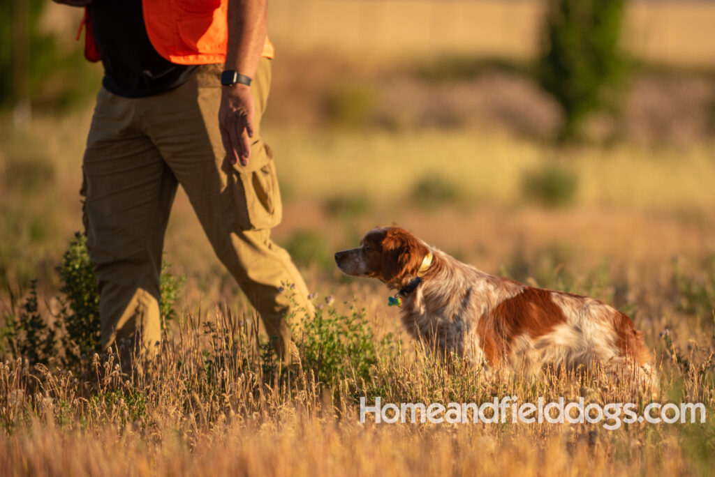 Hunting birds with a French Brittany