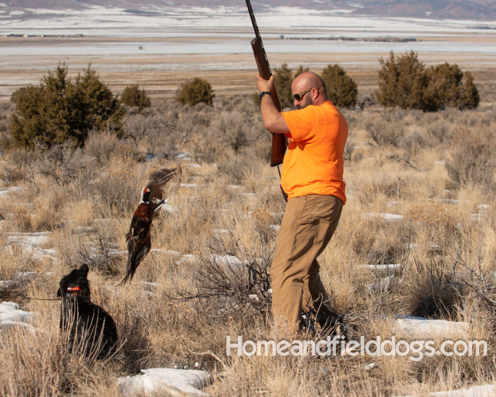 a hunter with French brittanys hunting in the mountains for birds