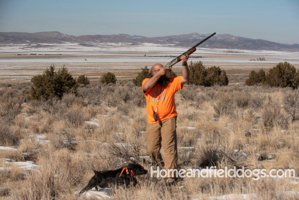 a hunter with French brittanys hunting in the mountains for birds