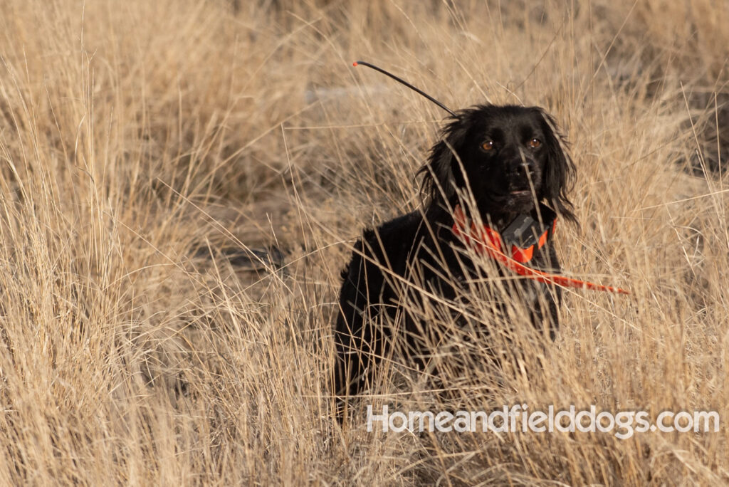 a hunter with French brittanys hunting in the mountains for birds