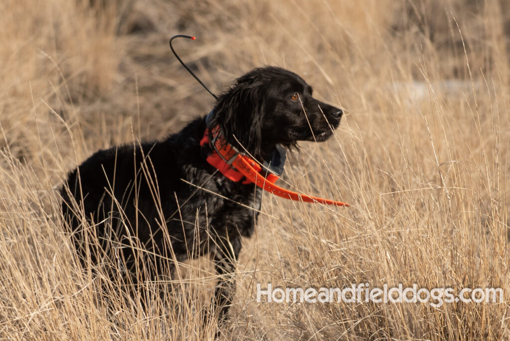 a hunter with French brittanys hunting in the mountains for birds