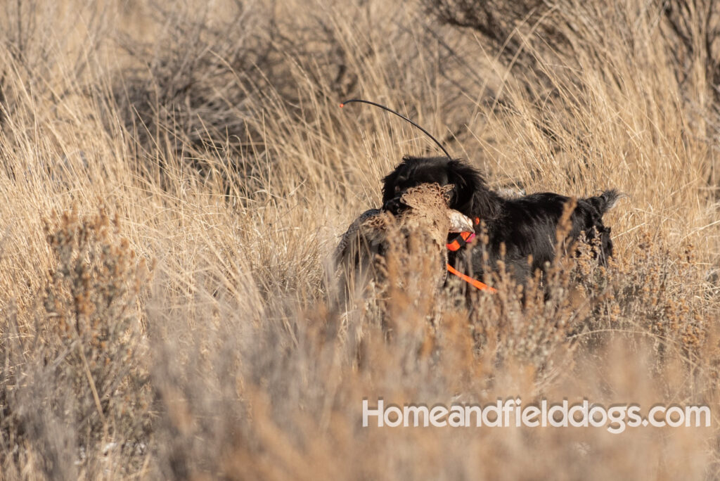 a hunter with French brittanys hunting in the mountains for birds