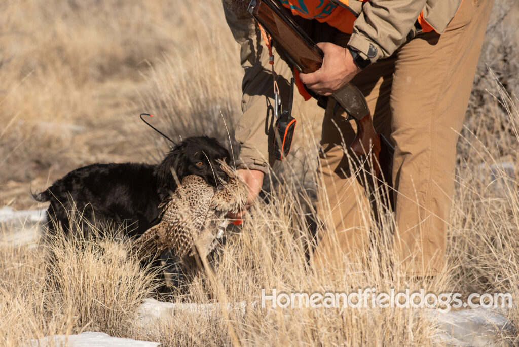 a hunter with French brittanys hunting in the mountains for birds