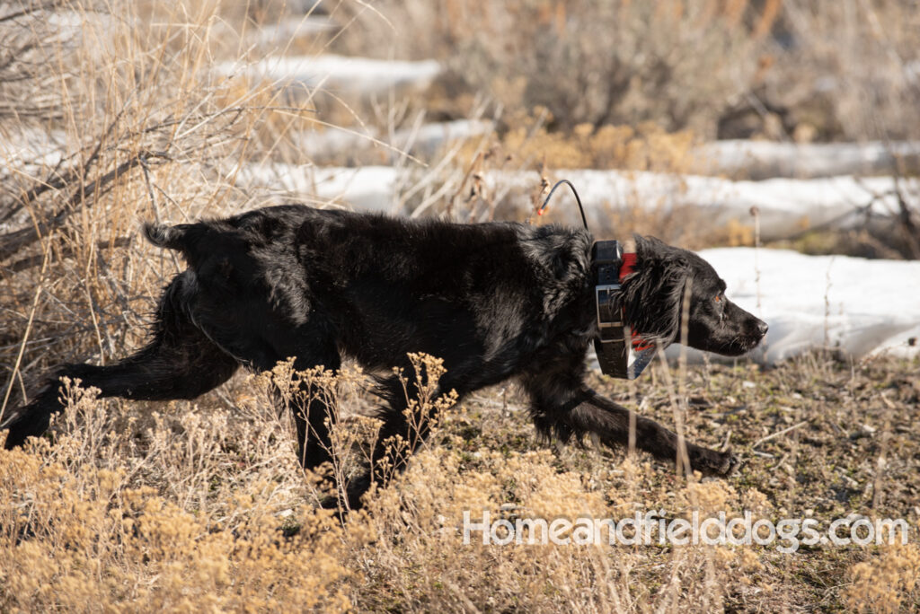 a hunter with French brittanys hunting in the mountains for birds