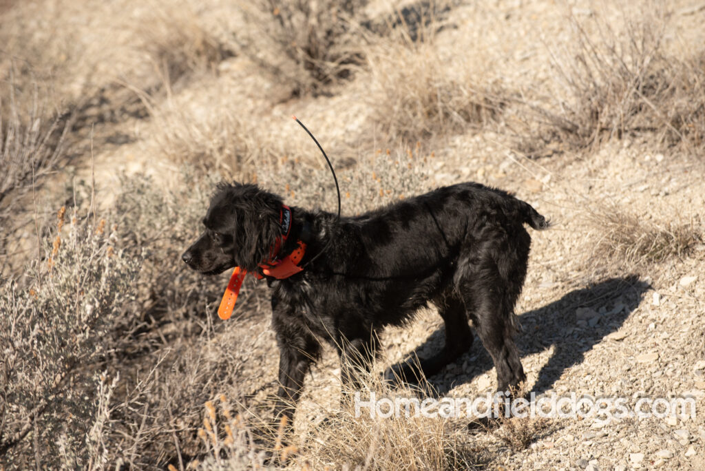 a hunter with French brittanys hunting in the mountains for birds