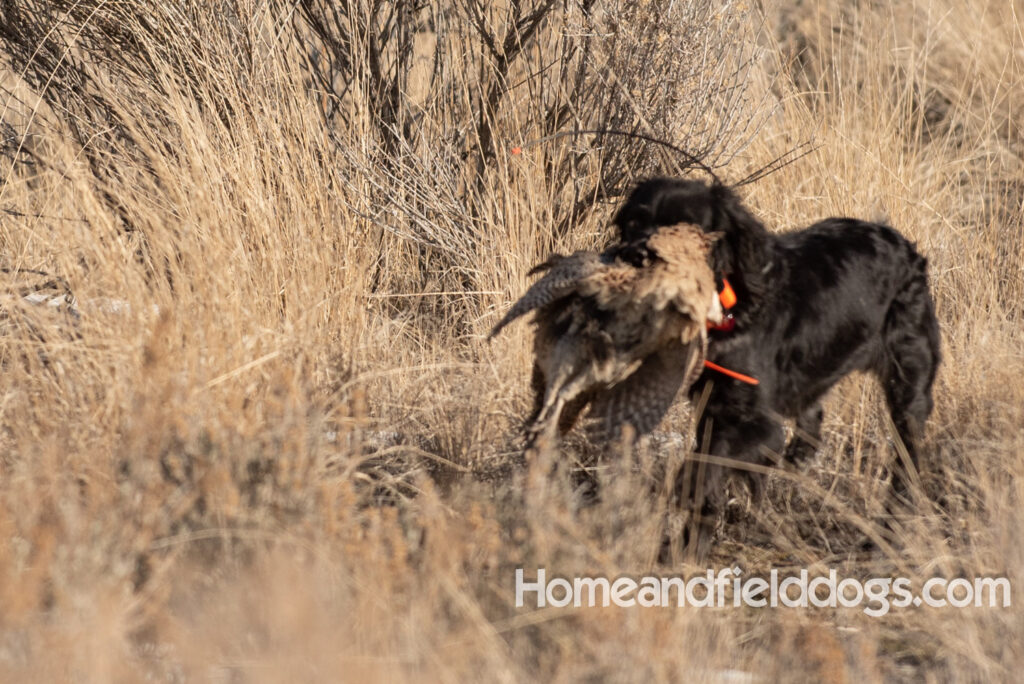 a hunter with French brittanys hunting in the mountains for birds