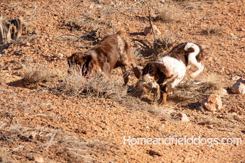 French brittany bird dogs hunting wild birds and participating in field dog trials