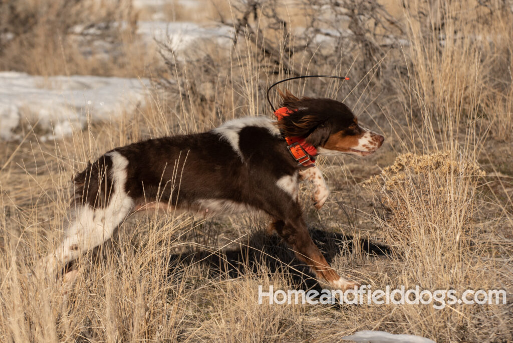 Affectionate female liver tricolor french brittany hunting birds with her partner in the mountains