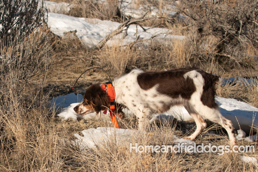 Affectionate female liver tricolor french brittany hunting birds with her partner in the mountains