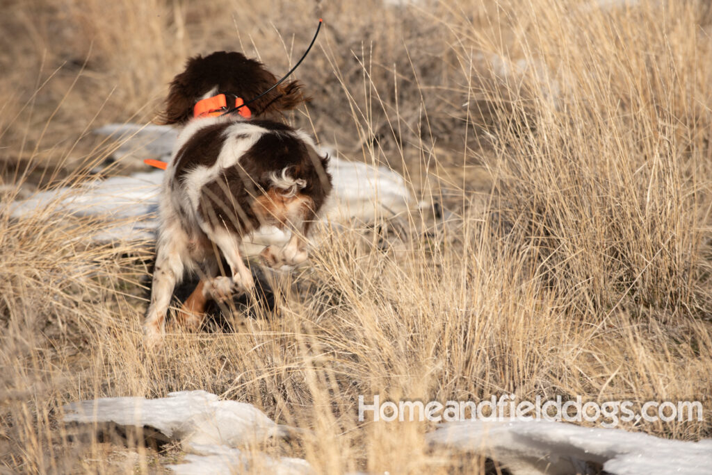 Affectionate female liver tricolor french brittany hunting birds with her partner in the mountains