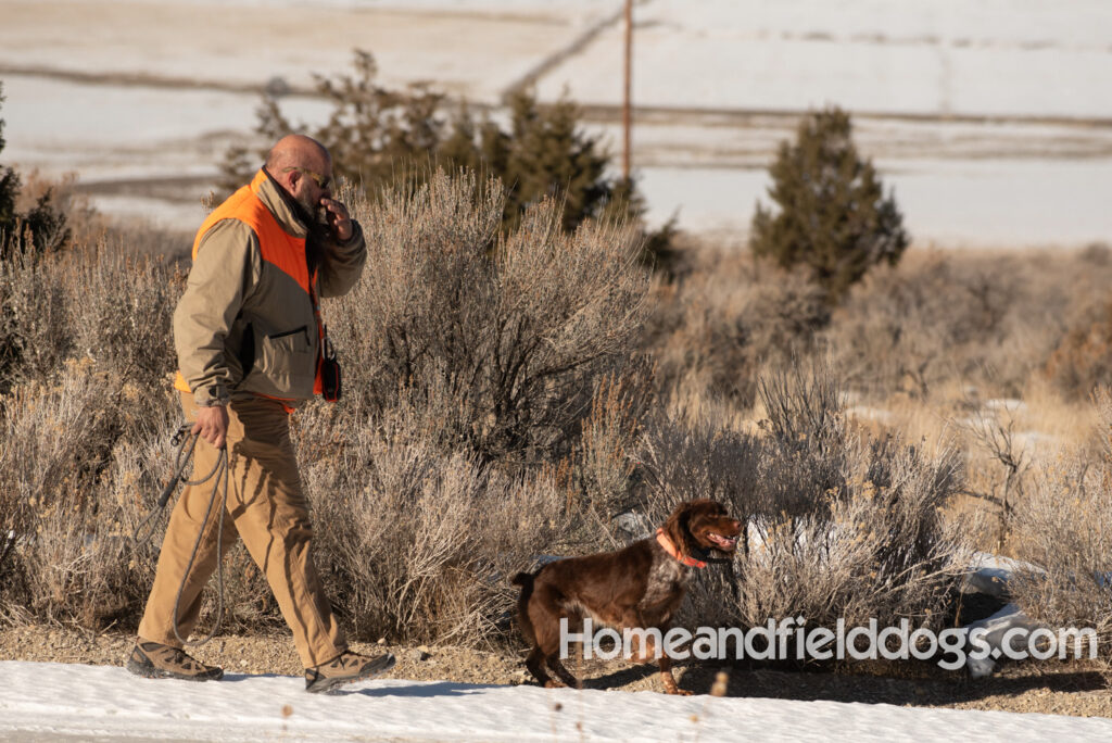 Liver Tricolor french brittany hunting birds with his partner