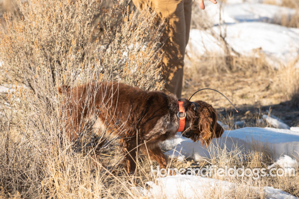 Liver Tricolor french brittany hunting birds with his partner