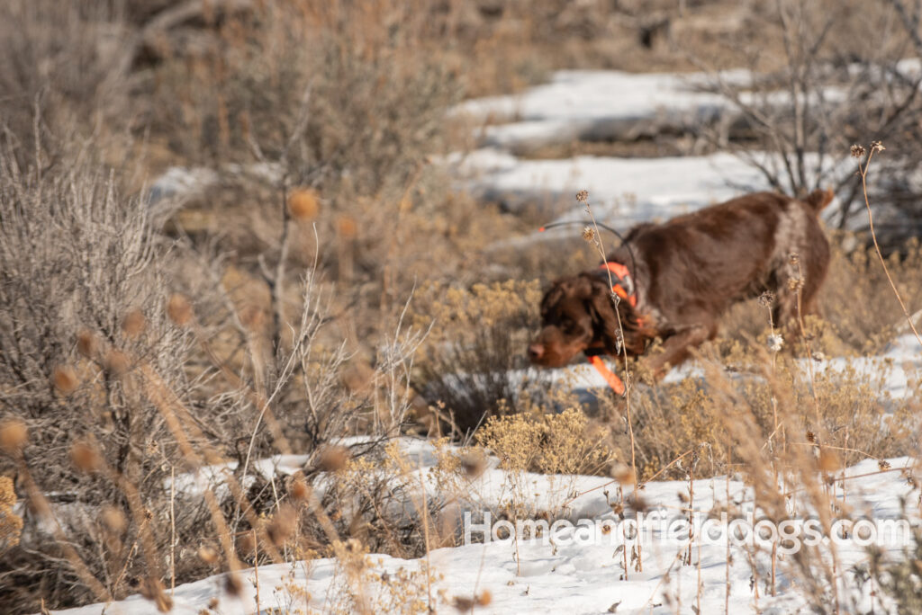 a hunter with French brittanys hunting in the mountains for birds