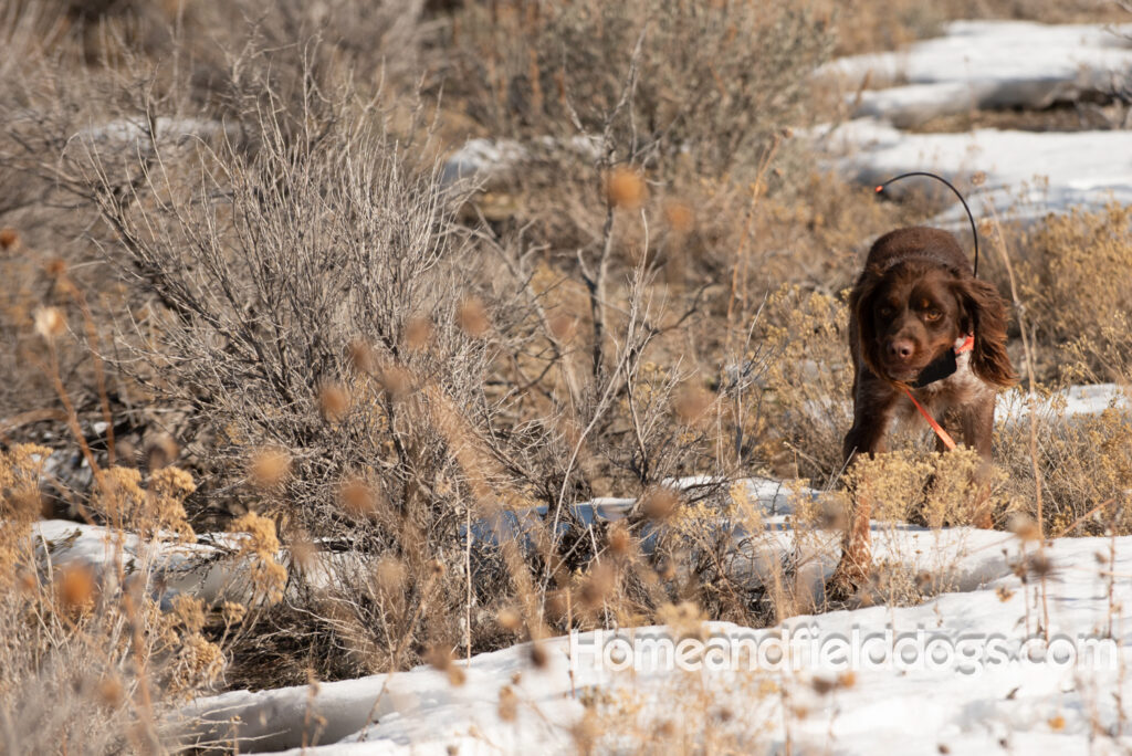 a hunter with French brittanys hunting in the mountains for birds