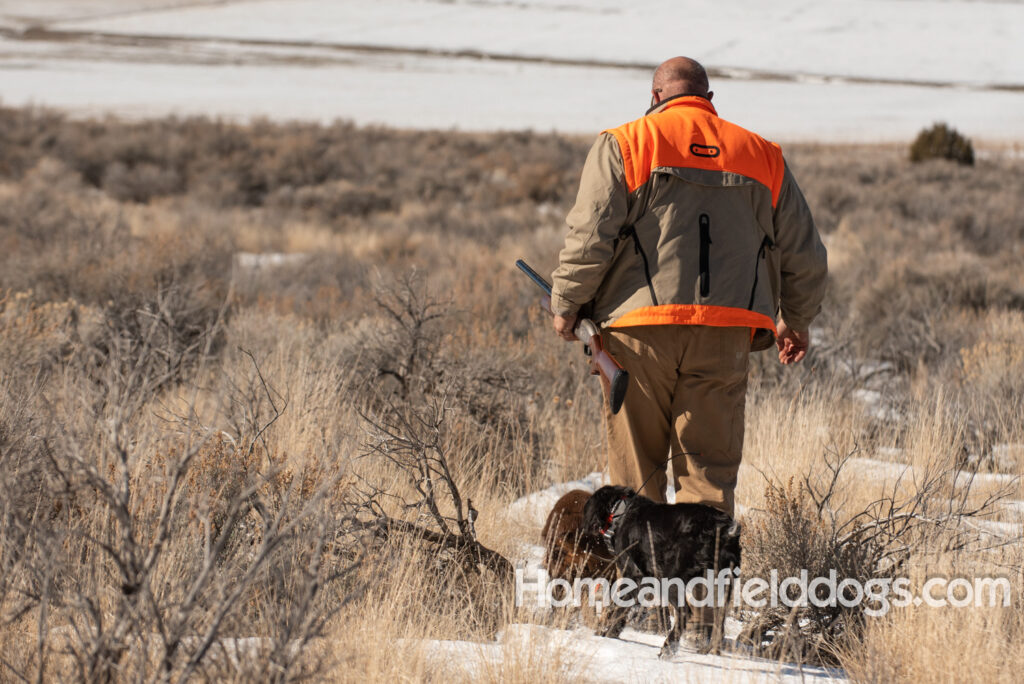 a hunter with French brittanys hunting in the mountains for birds