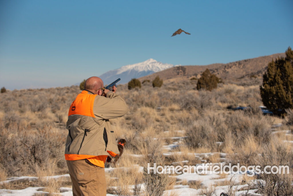 a hunter with French brittanys hunting in the mountains for birds