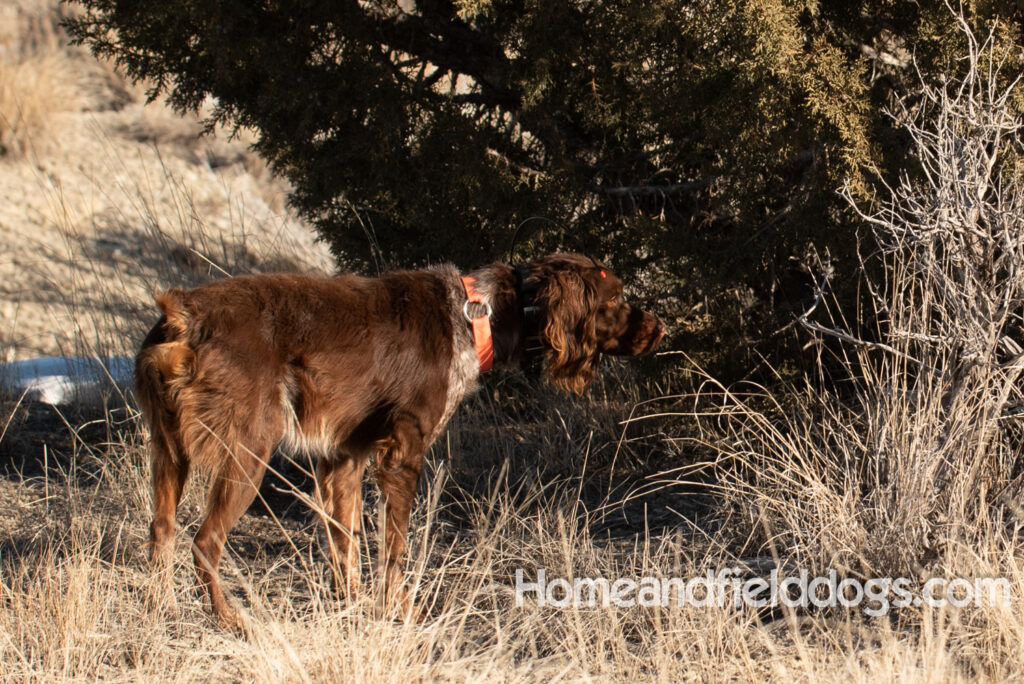 Liver Tricolor french brittany hunting birds with his partner