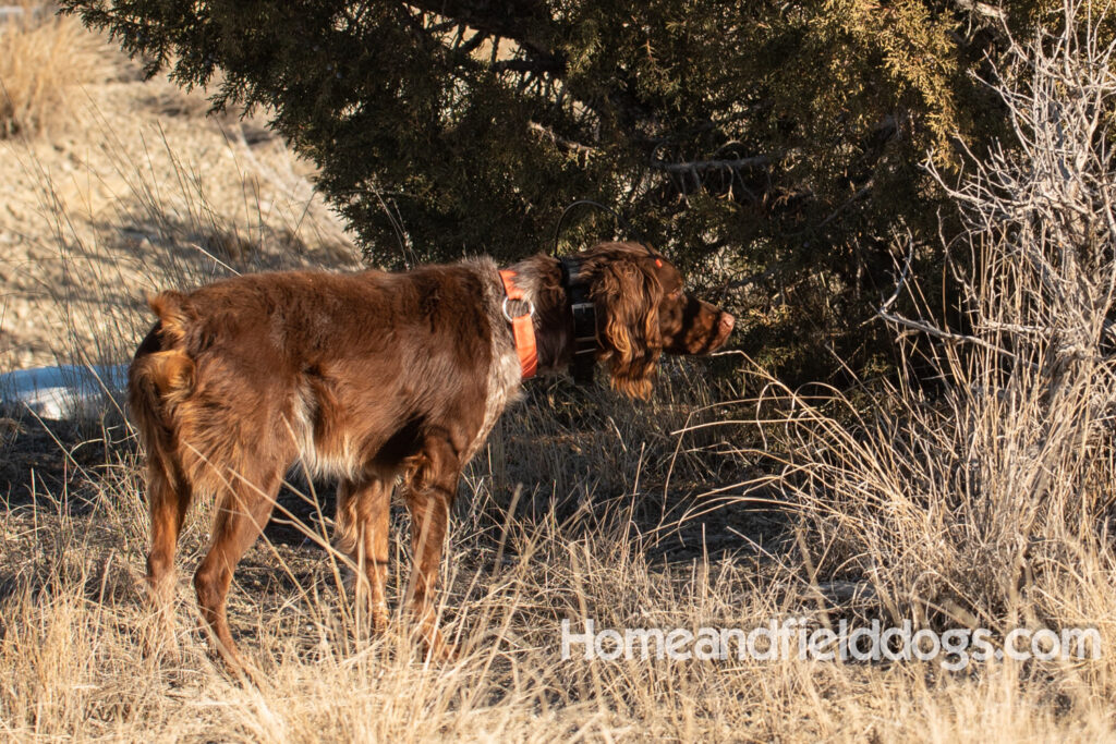 Liver Tricolor french brittany hunting birds with his partner