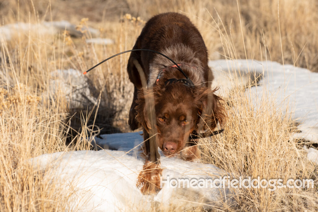 Liver Tricolor french brittany hunting birds with his partner