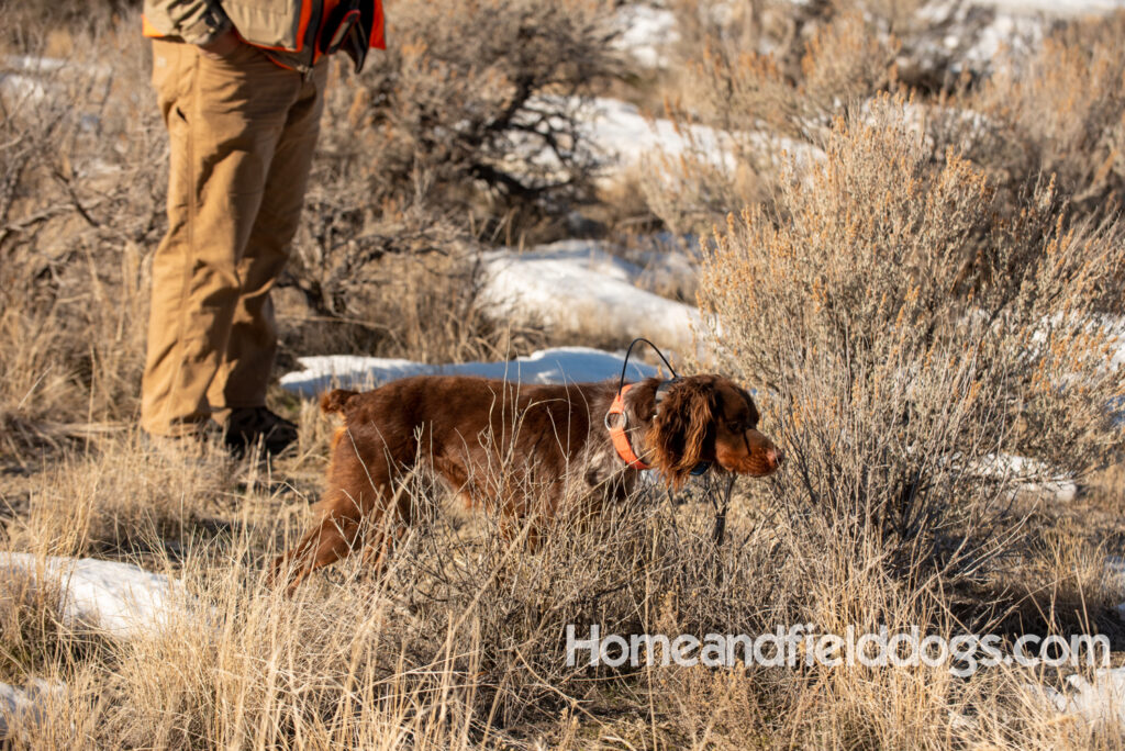 Liver Tricolor french brittany hunting birds with his partner