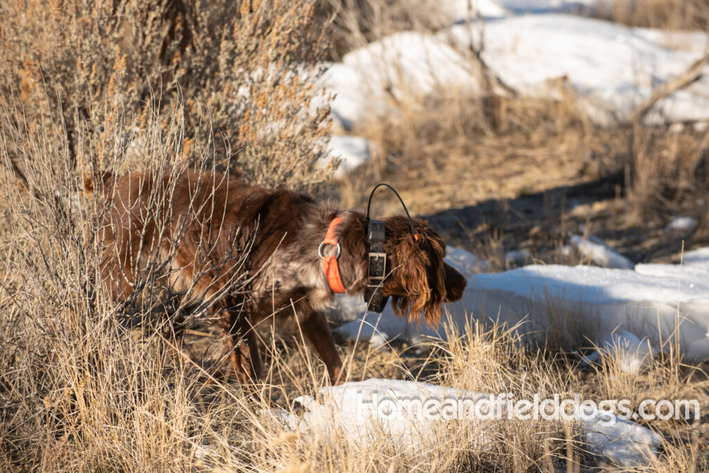 Liver Tricolor french brittany hunting birds with his partner