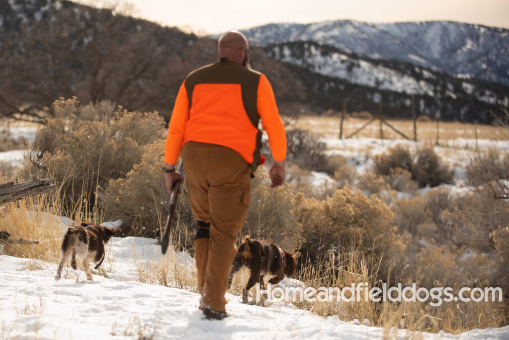 Hunting birds in the snow with trained French Brittany dogs