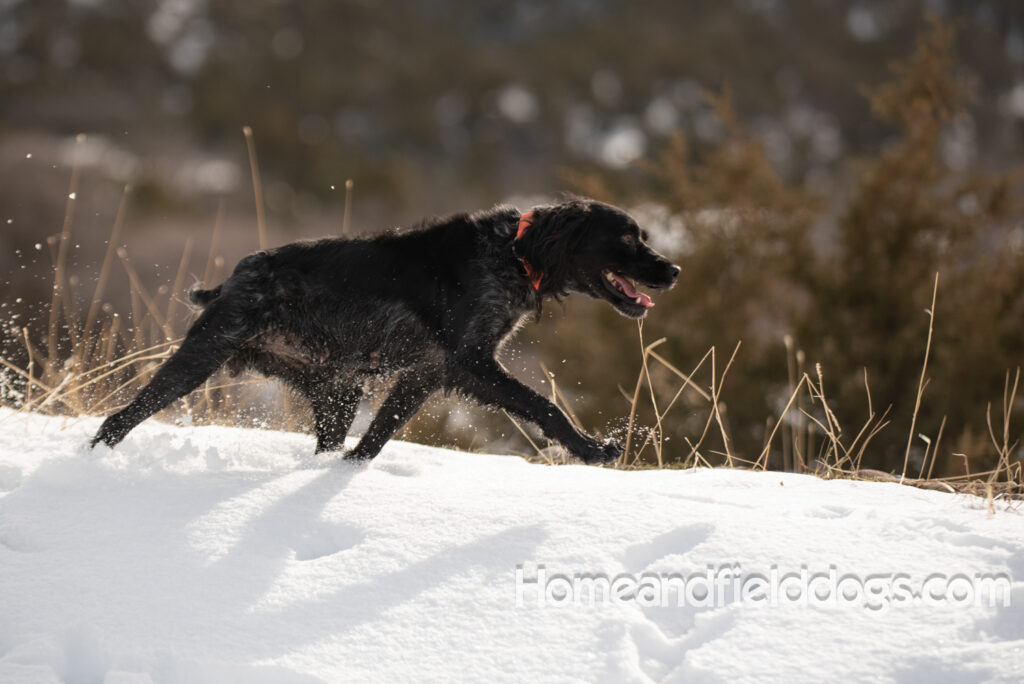 Hunting birds in the snow with trained French Brittany dogs