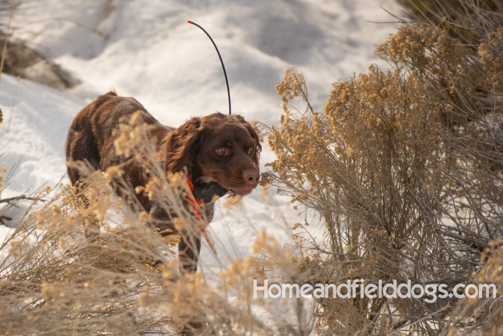 Hunting birds in the snow with trained French Brittany dogs