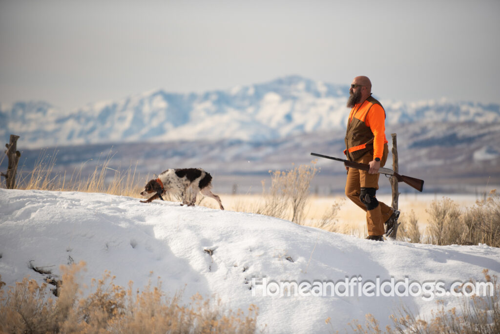 Hunting birds in the snow with trained French Brittany dogs