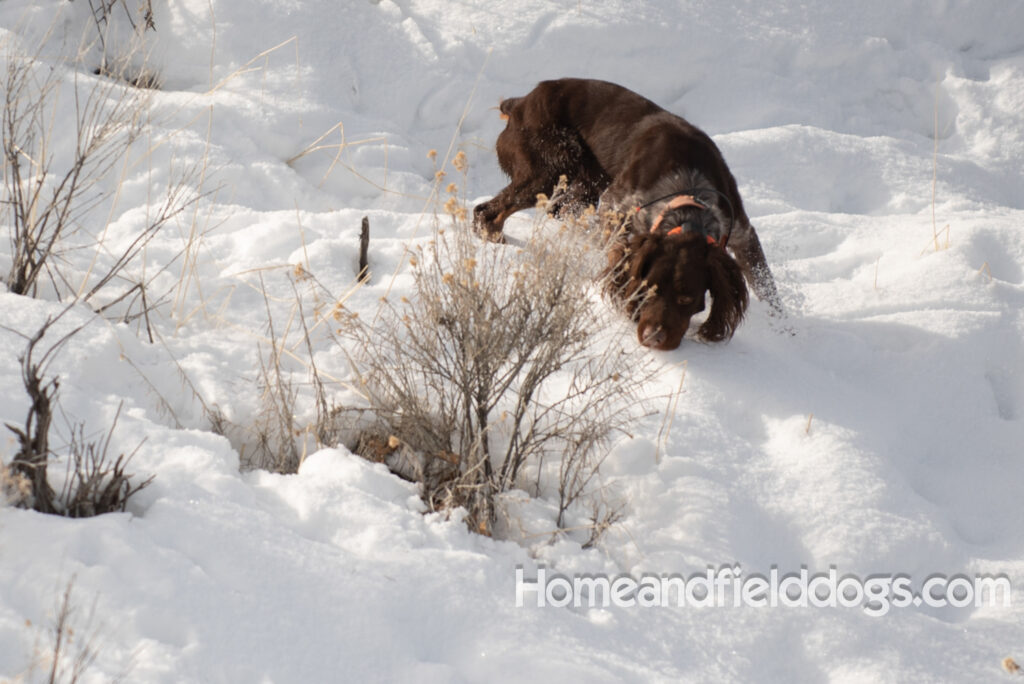 Hunting birds in the snow with trained French Brittany dogs
