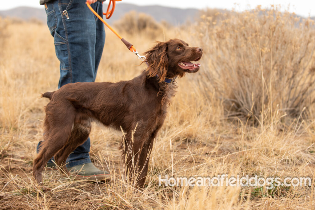 French brittany bird dogs hunting wild birds and participating in field dog trials