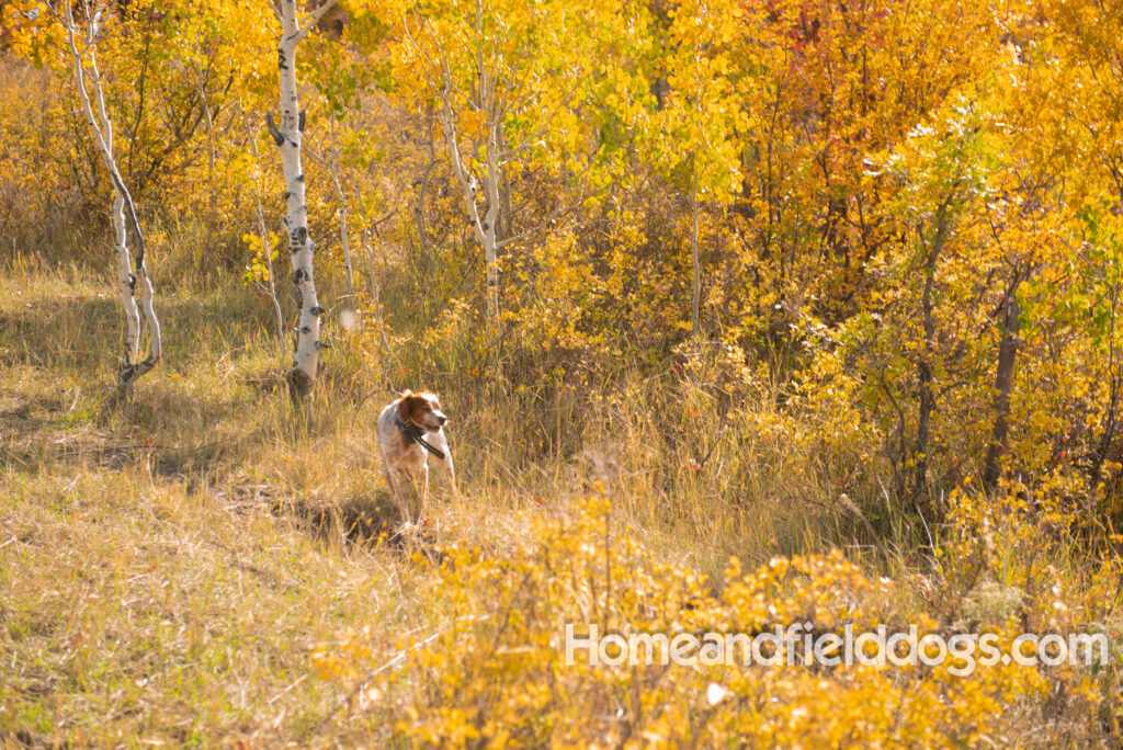 Hunting in the woods with French Brittany dogs