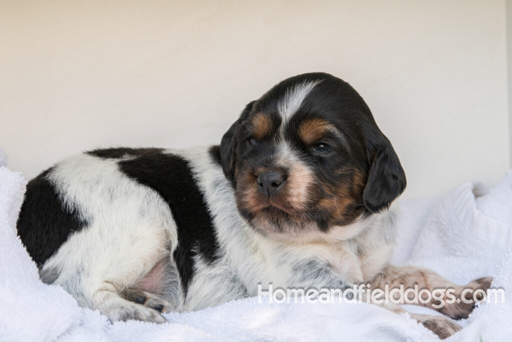 Adorable french brittany puppies posing outside