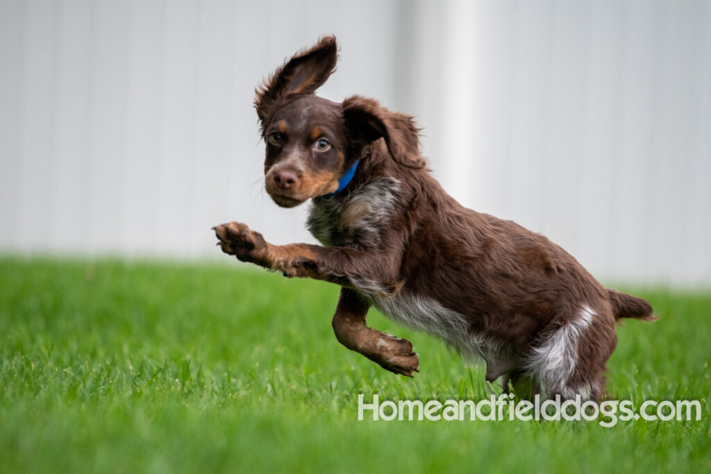 Pictures of adorable French Brittany puppies running in a field