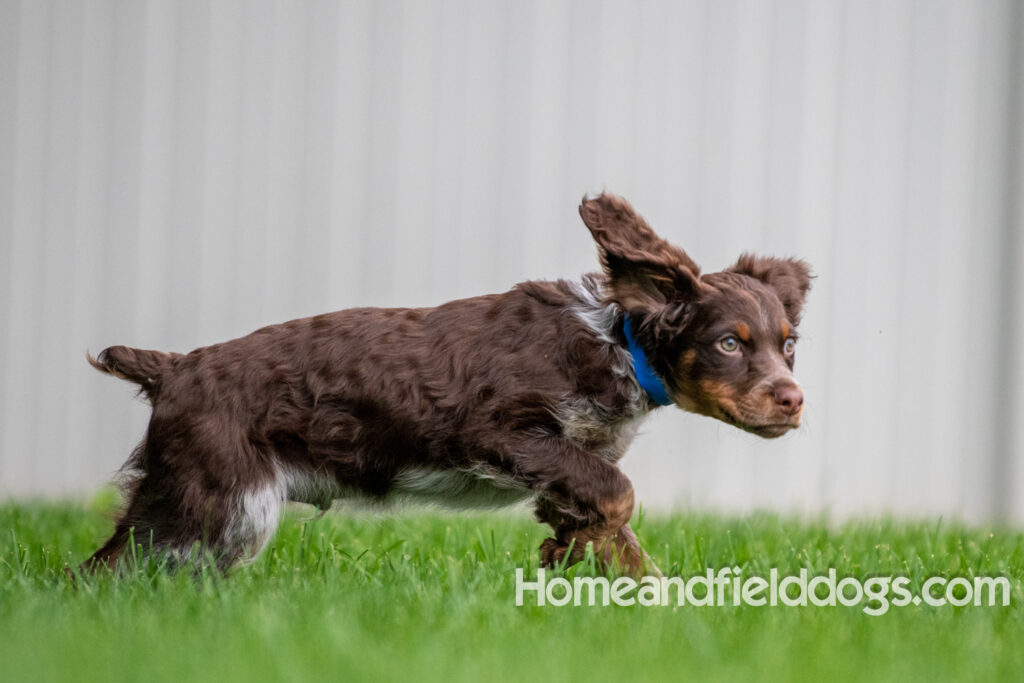 Pictures of adorable French Brittany puppies running in a field