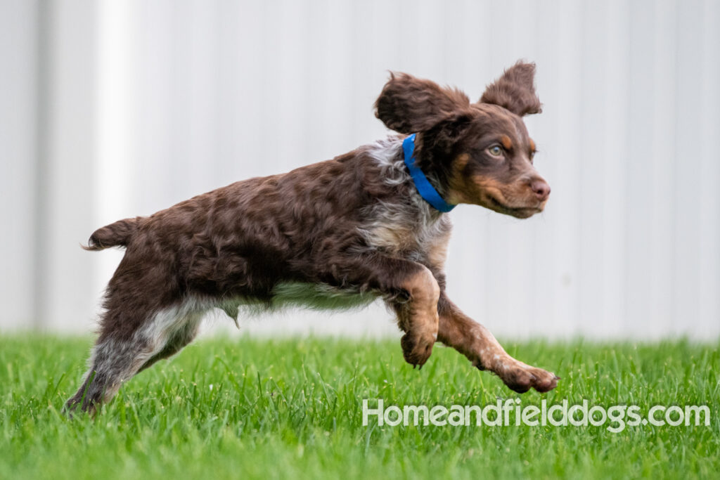 Pictures of adorable French Brittany puppies running in a field