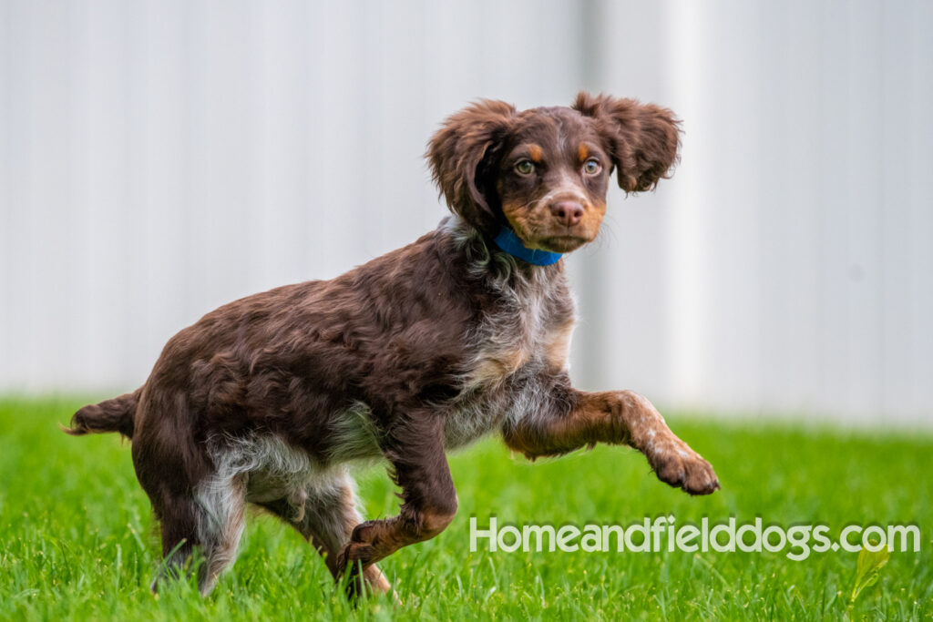 Pictures of adorable French Brittany puppies running in a field