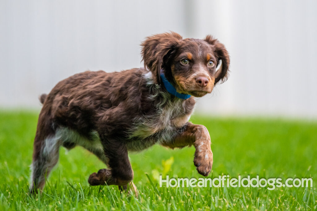 Pictures of adorable French Brittany puppies running in a field