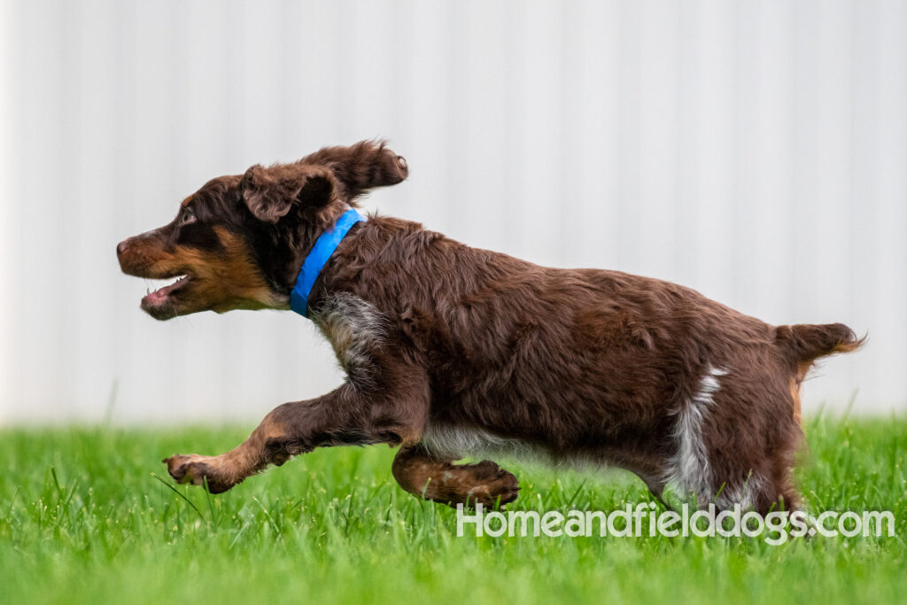 Pictures of adorable French Brittany puppies running in a field