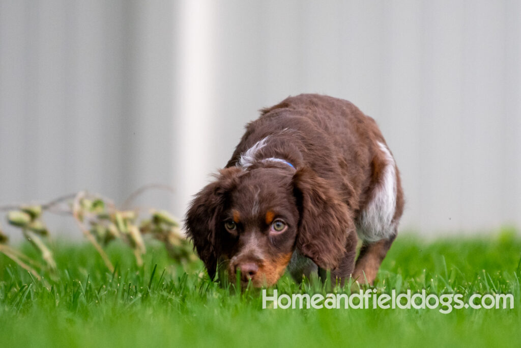 Pictures of adorable French Brittany puppies running in a field