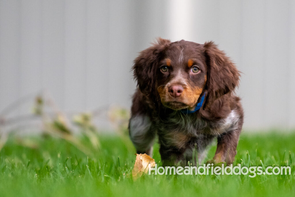 Pictures of adorable French Brittany puppies running in a field