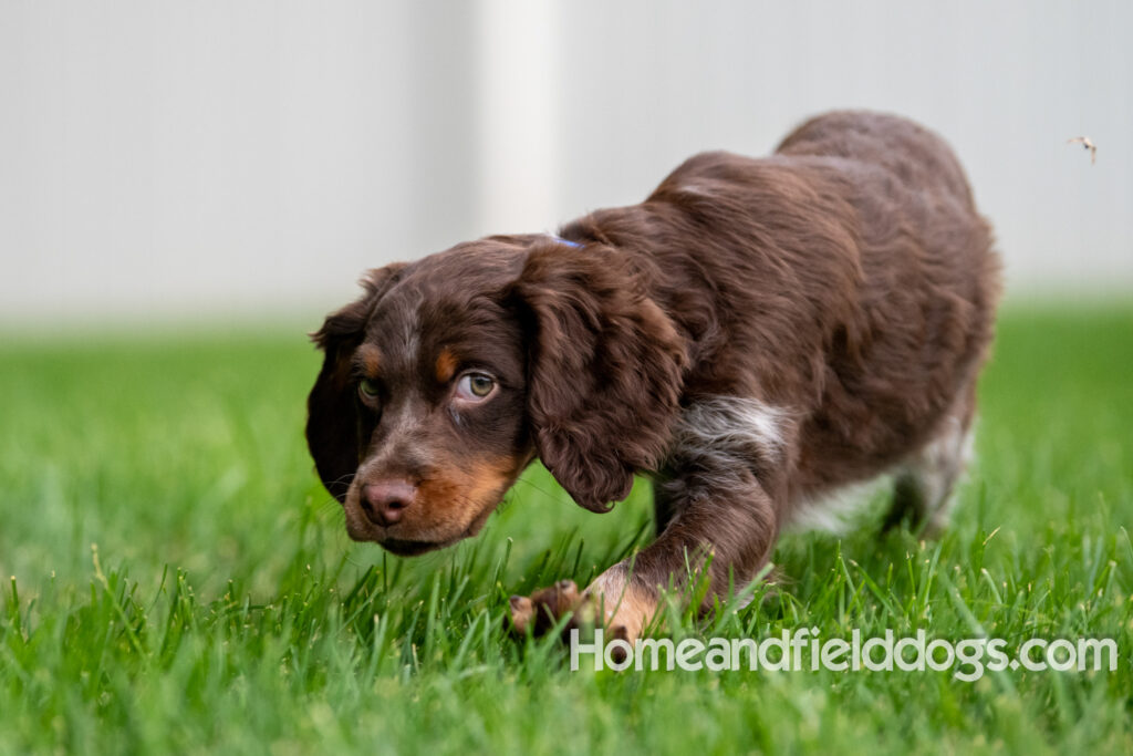 Pictures of adorable French Brittany puppies running in a field