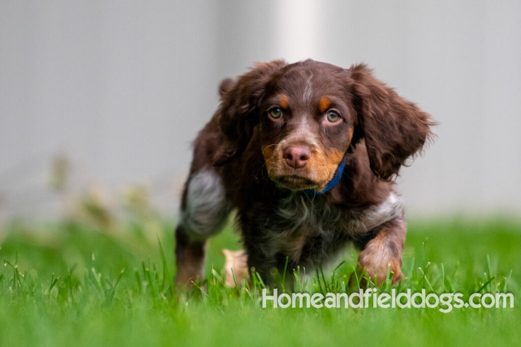 Pictures of adorable French Brittany puppies running in a field