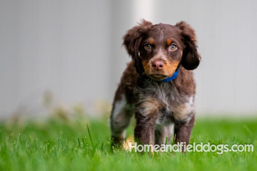 Pictures of adorable French Brittany puppies running in a field