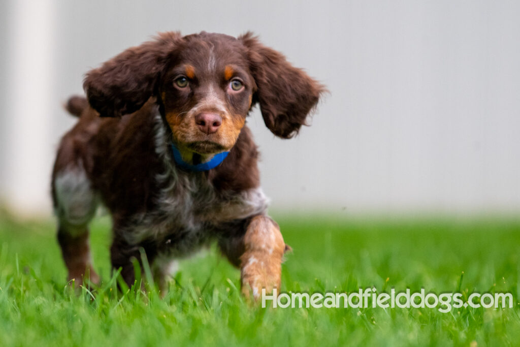 Pictures of adorable French Brittany puppies running in a field