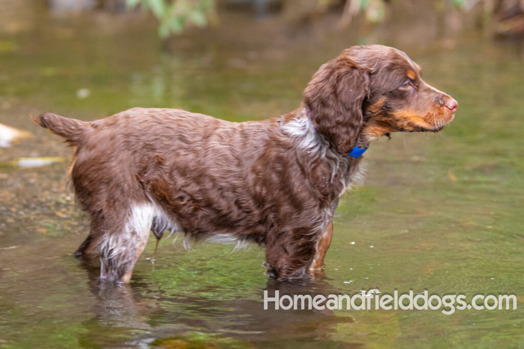 Liver Tricolor French Brittany puppy playing in the river
