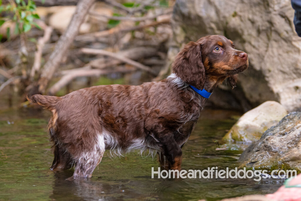 Liver Tricolor French Brittany puppy playing in the river