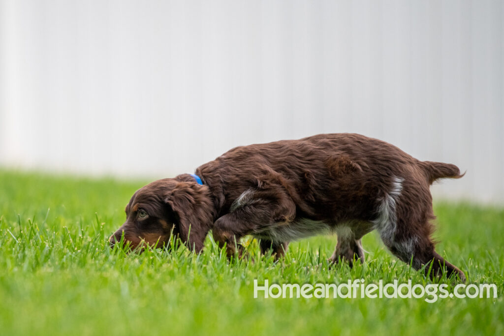 Pictures of adorable French Brittany puppies running in a field